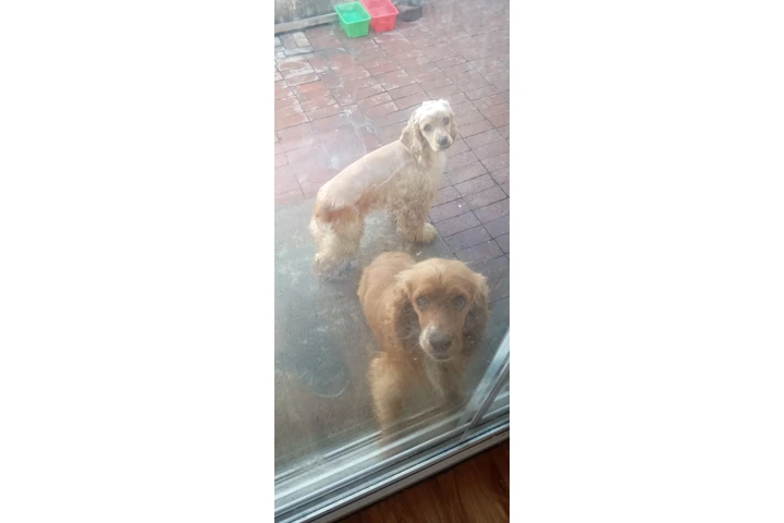 $150 : Cocker Spaniel need 🏠 and♥️ image 4