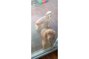 $150 : Cocker Spaniel need 🏠 and♥️ thumbnail