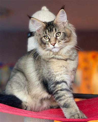 pedigree Maine Coon kittens image 1