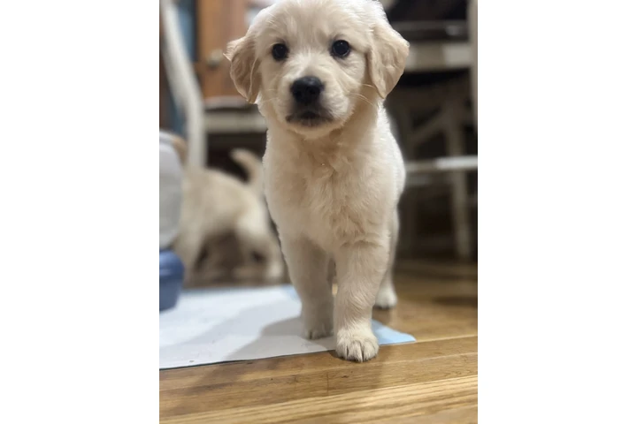 $1000 : Golden puppies image 5