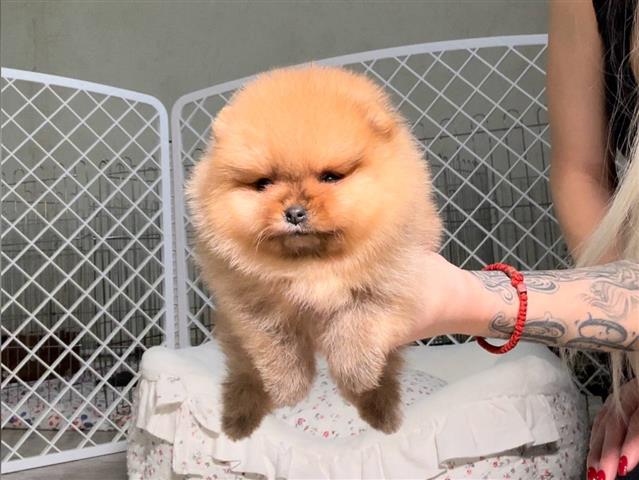 $300 : Pomeranian puppies image 1