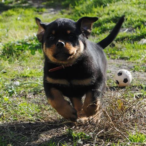 $400 : Maravilloso Rottweiler en adop image 1