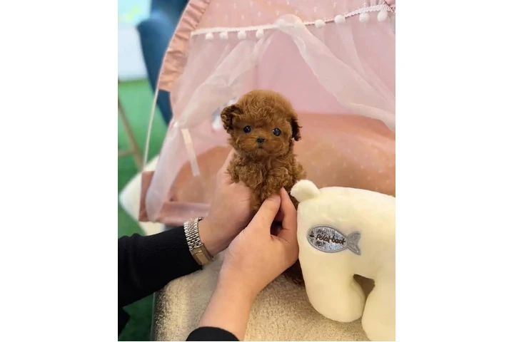 $400 : Maltipoo Puppies. image 3