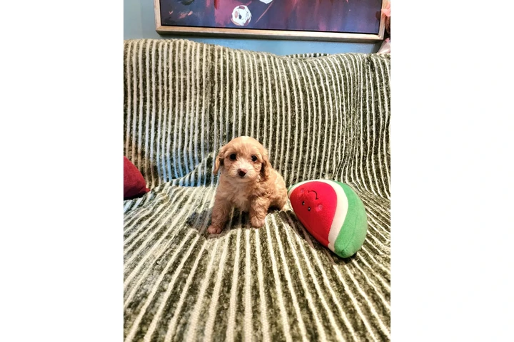 $480 : Perritos Adorables image 6