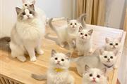 Cute Ragdol Kittens to Rehome thumbnail