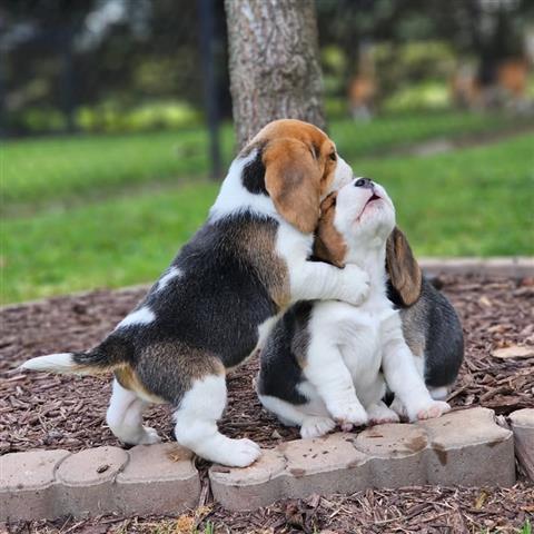 $500 : Cachorros Beagle en Adopción image 2