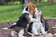 $500 : Cachorros Beagle en Adopción thumbnail