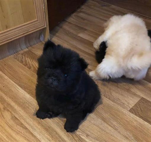 $350 : Chow Chow puppies for sale image 1