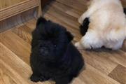 Chow Chow puppies for sale en Syracuse