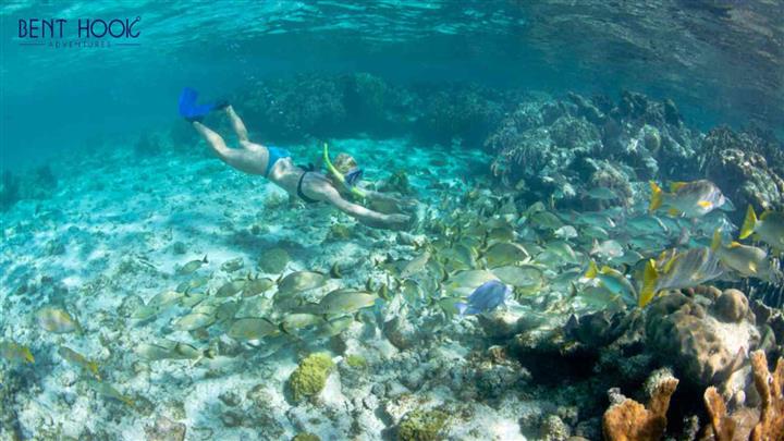 Belize Snorkeling Tours image 1