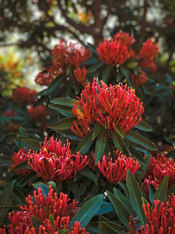 Native Plants in St. Louis image 1