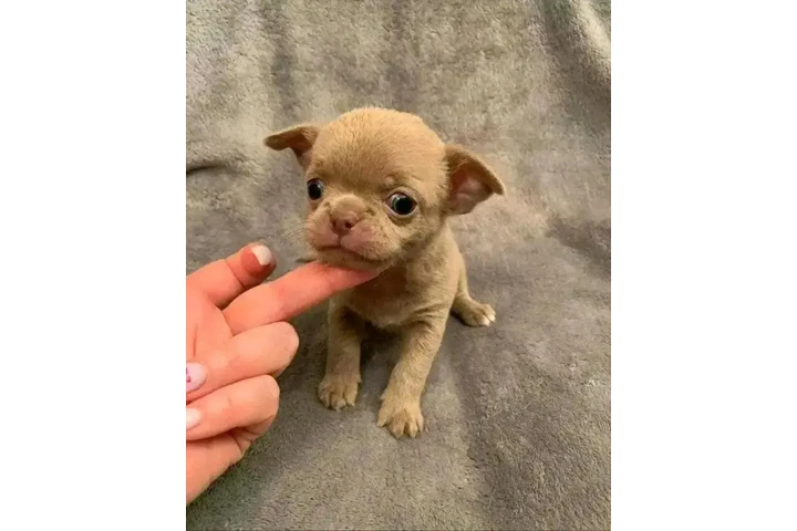 $350 : Cachorros de chihuahua image 1