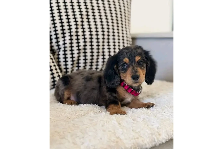 $550 : Dashund Puppies For Adoption image 6