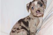 AKC American Bully Puppies