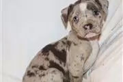 AKC American Bully Puppies en Portland ME