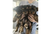 yorkies puppies en Hialeah