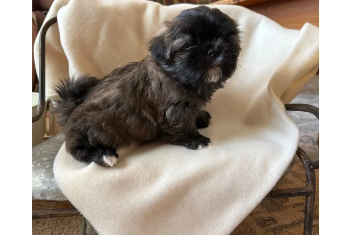 $350 : Cachorros Shihtzu en venta image 3