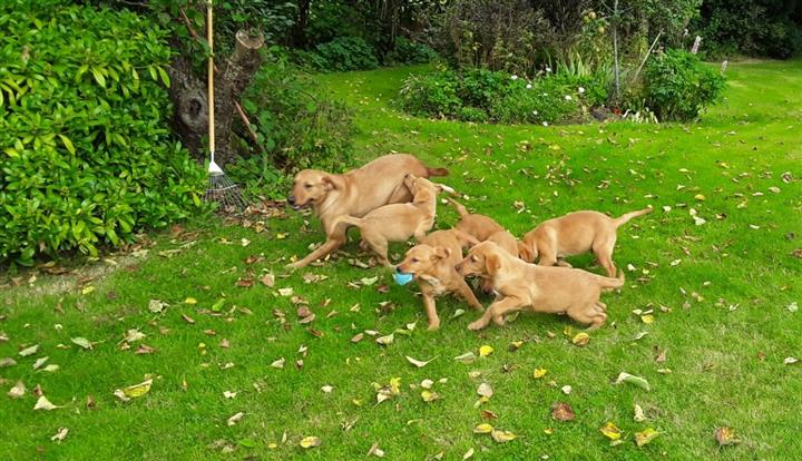 $480 : Buy Golden Retriever Pups image 1