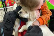 Hermosos cachorros de labrador en Los Angeles