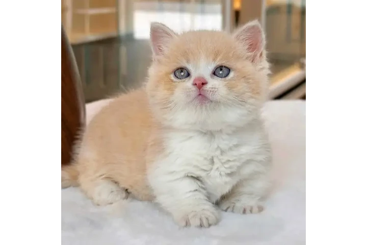 $350 : Kittens image 1