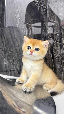 $250 : Gold British Shorthair Ready image 3