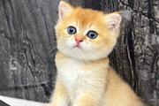 $250 : Gold British Shorthair Ready thumbnail