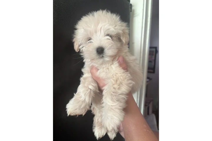 $375 : Maltipoo (lea todo ) image 1