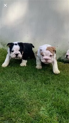 $400 : Cachorros bulldog ingles bien image 1