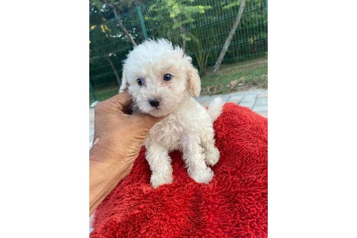 Maltes-poodlw image 2