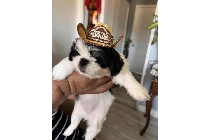 $600 : Perrita shitzu image 3