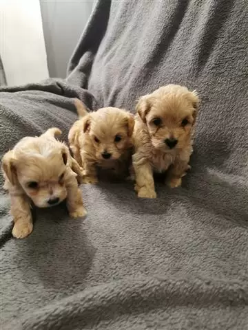 $550 : Ready To Settle Maltese Puppie image 1