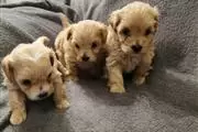 Ready To Settle Maltese Puppie en New Haven