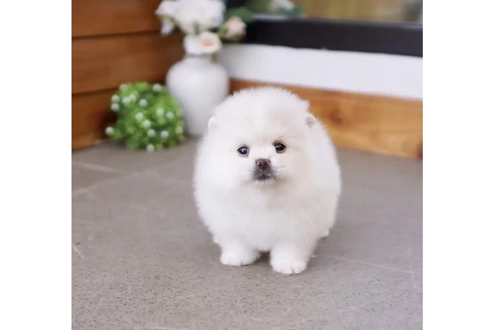 $500 : cachorros de pomerania image 1