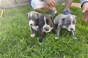 Blue nose pit bull puppies en Los Angeles
