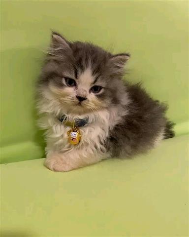 $500 : Adorable Persian Kittens image 2