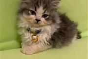 $500 : Adorable Persian Kittens thumbnail