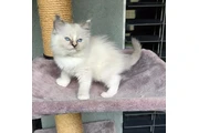 BELLEJOY RAGDOLL KITTENS en Atlanta