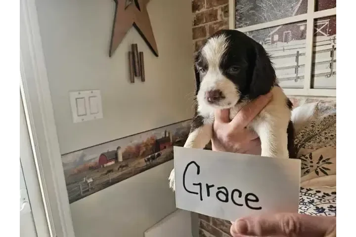 $900 : Adorable English Springer Span image 8