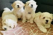 SPARKY BEST MALTESE PUPS READY