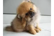 $1500000 : Pomerania Ejemplares Excelente thumbnail