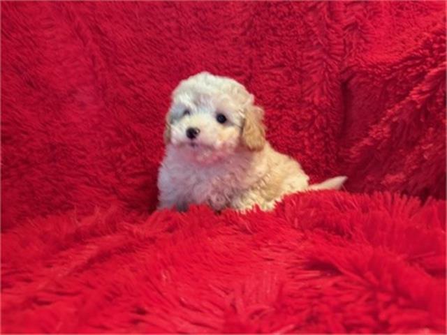 $350 : Cachorro Maltipoo en venta image 4