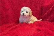 $350 : Cachorro Maltipoo en venta thumbnail