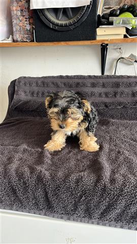 $600 : Two yorkies puppies image 2