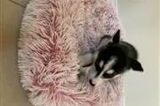 Super Adorable Maltese Puppies thumbnail