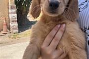 $500 : Golden retrive thumbnail