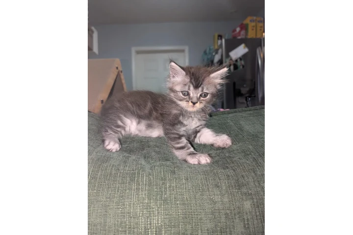 $400 : Gatos ragdoll persiano image 3