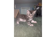 $400 : Gatos ragdoll persiano thumbnail