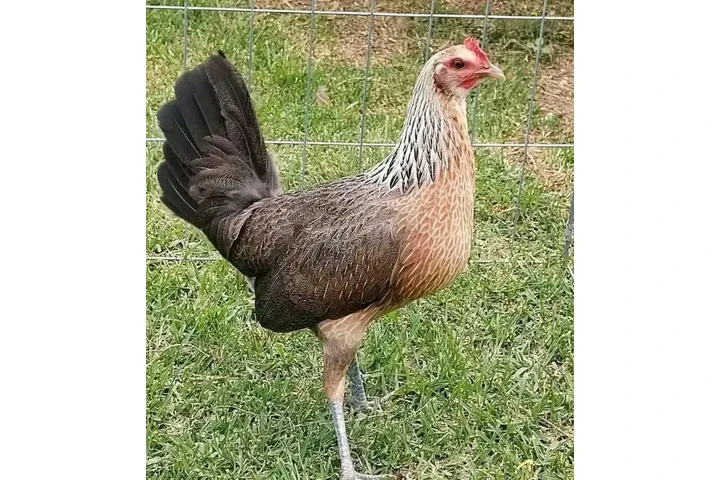 $250 : Fowls For Sale image 3