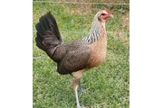 $250 : Fowls For Sale thumbnail