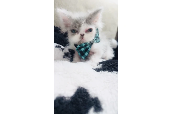 $750 : Gatito persa ojos verdes image 2